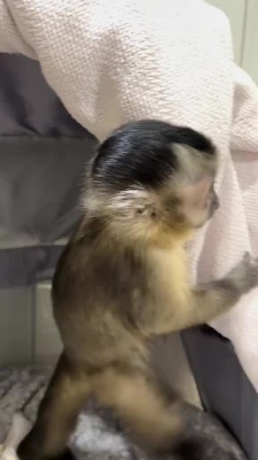 #capuchinmonkey #capuchin #capuchinmonkeys #monkeylover #monkeyworldtv #marmosetmonkey #monkeyhome #fingermonke #monkeysoftiktok #monkeysspinningmonkeys #monkeysgroub