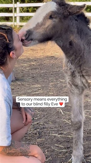 25K views · 8.8K reactions | Our beautiful blind filly, Eve…...
