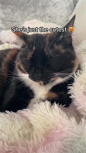 🖤🧡🤍 #foryoupage #fyp #viral #cat #aurora