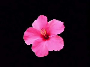 flowers projector gif