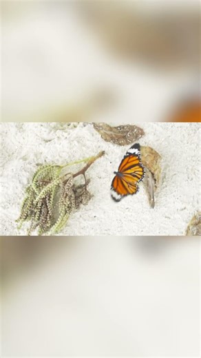 EPISODIO 1 — El mundo oculto de los invertebrados #curiosidades #insectos