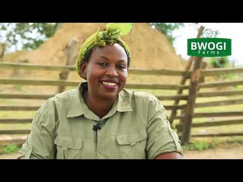 How to Avoid Losses in the Rainy Season as a Goat Farmer in Africa