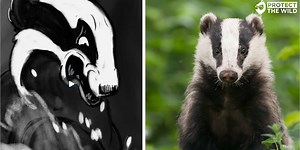 We're fighting to end the badger cull - SIGN THE PETITION!