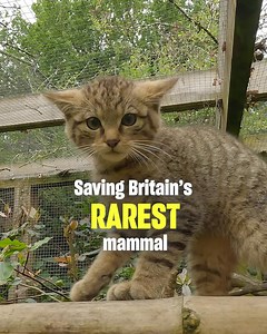 Chester Zoo on Reels