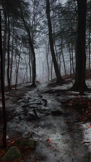 Creepy Forest Aesthetic Video with Haunting Vibes