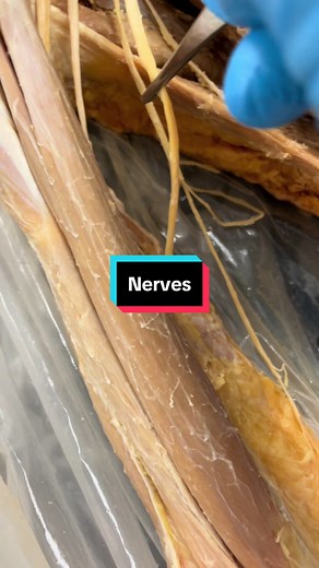 Exploring Human Anatomy: The Wonders of Nerves