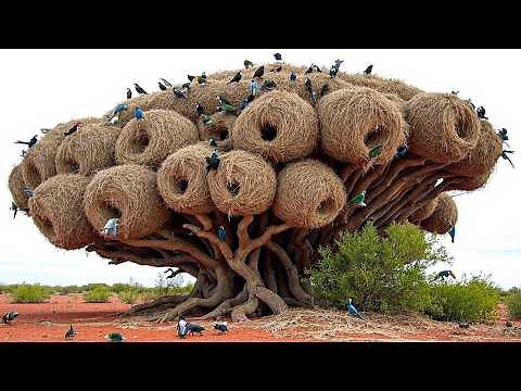 These Incredible Bird Nests Will Shock You!