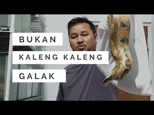 Ular Dipong Galak banget | Blood Python