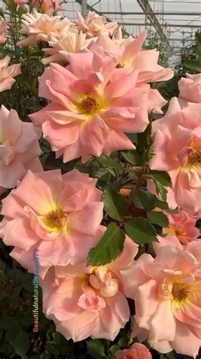 So Beautiful Flowers You Can't Stop Watching | Nature Lovers Video"