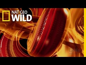 Gut-Busting Death | Explorer: Python vs. Gator