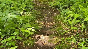 Long-tailed weasel release Weasels can be difficult to photograph at release time because they usually bound off in seconds. This guy was chill and allowed for an extended video. Weasels are escape artists: thus the extra security on the transport container. | Red Creek Wildlife Center