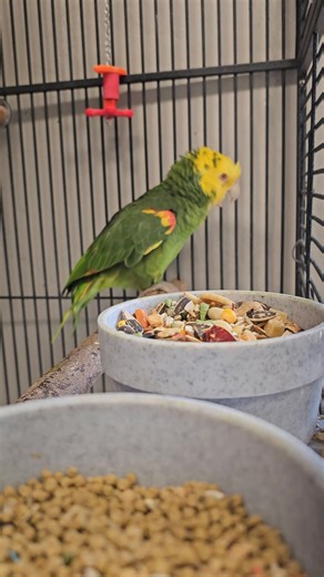 Meet Emerald... A Hand tame Double Yellow Headed Amazon who talks and sings! Message us more to set an appointment to meet this amazing bird and see if he chooses you! | Paradise Parrot Rescue