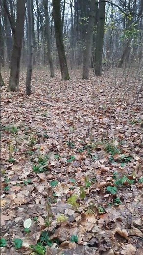 The MOST Beautiful Autumn Park Experience