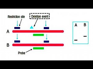 DNA Digest With Restriction Enzymes In Different Length Due To