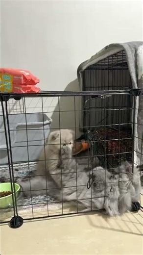 The way he look when he smell her feet #cat #smellycat #catfamily #catshorts #catcat #cute #kitten