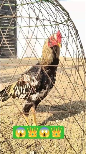 Royal Aseel Murga 👑🔥 vs Java Murga 👑#AseelMurga #JavaMurga #RoyalLook #DesiMurga #viralshort