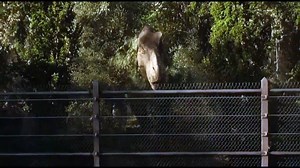 Jurassic World Fallen Kingdom T-rex vs Lion - video Dailymotion