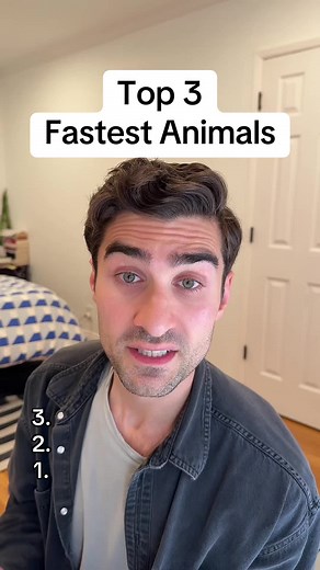 Top 3 Fastest Animals in the World