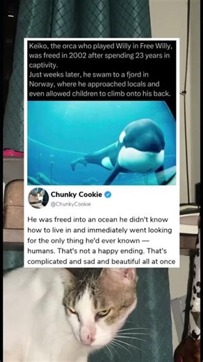 Keiko, the orca who played Willy in Free Willy, was freed in 2002
