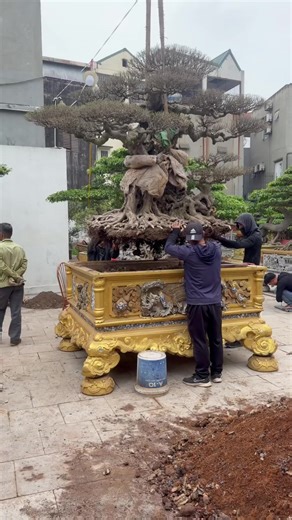 Video của BONSAI ART (@bonsai.art) với bản nhạc nhạc nền - BONSAI ART