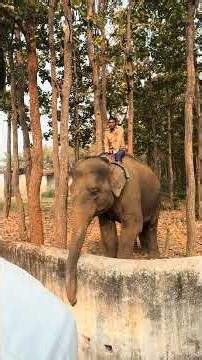 Ormanjhi funny vlog #minivlog #reelitfeelit #trending #vlog #ihavethisthingwithplants #viral #food