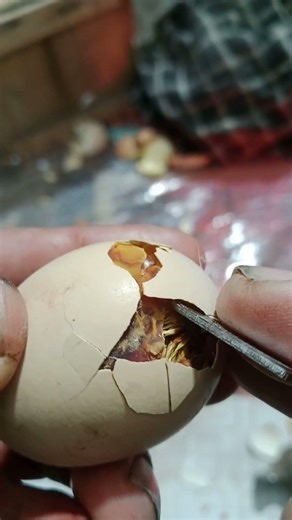 Adorable baby chicken hatching