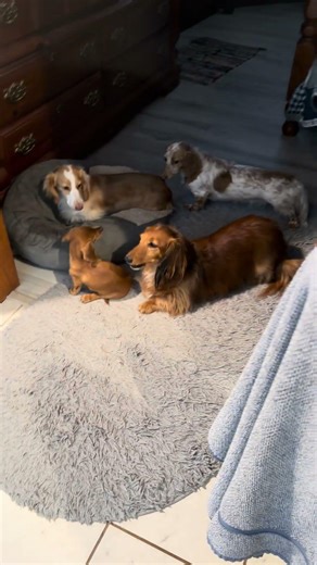 How do you get a dachshund to play? Everly is trying really hard!!! ❤️🐾❤️🐾❤️