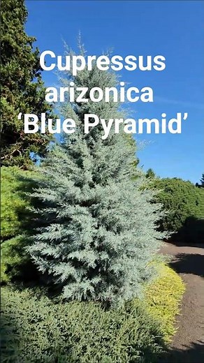 Cupressus arizonica ‘Blue Pyramid’ #gardening #conifer #landscaping #gardendesign #design