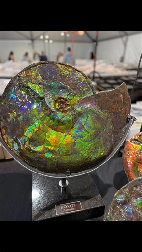 🚨 Denver, it’s opening day! 🚨 KORITE is live at the Colorado Mineral & Fossil Fall Show, showcasing treasures formed 71 million years in the making! As the world’s leading mine-to-market source for Canadian Ammonites and Ammolite, we bring retailers and collectors ethically mined, sustainably sourced, and high quality fossils and gemstones you won’t find anywhere else. 🌍 📍 Find us at Tent 1, Booth 102 | Delta Hotels Denver | Sept 5–13 🔥 Stop by and ask about our exclusive show promos design