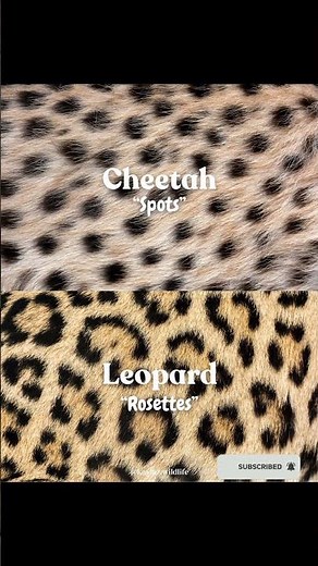 Leopard vs. Jaguar – The Ultimate Big Cat Comparison! #Leopard #Jaguar #BigCats