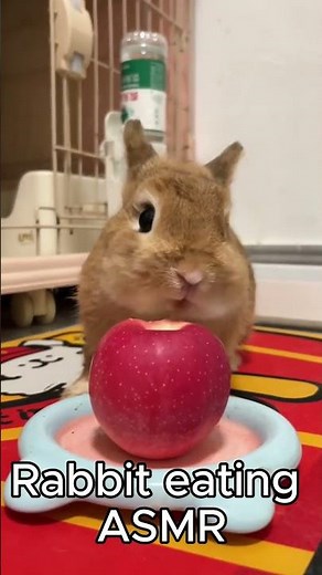 Relaxing Rabbit ASMR | Cute Bunnies Eating Crunchy Snacks 🥕✨ #RabbitASMR