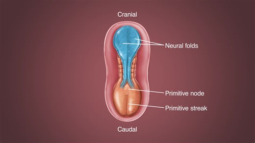 【Langman医学胚胎学】2. Germ Layer and Neural Tube Development