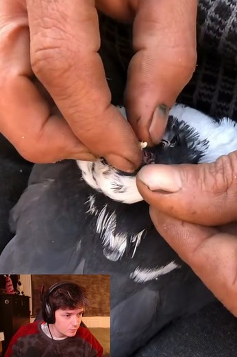 3K views · 35 reactions | Reacts to Botfly Removal Rescue Animals朗#botflyremoval #maggot #removal #botfly #amazing #botflylarva #satisfying #veterinary #larvae #dog #dogs #cat #cats #animals #botfly #botflyremoval #botflymaggot #botflylarva #botflyeggs #botflylarvae #botflyworm #loveanimals #lovedog #lovedogs #animalsoftiktok #virall #viralvideo #lovecat | Hit videos | Facebook