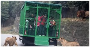 Revolutionary Chinese Zoo Lets Animals Roam Free, Puts Tourists In Cages