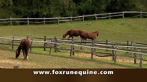 Fox Run Equine Center offers a full line of care for the greater Pittsburgh area and the tri-state area. Our care is similar to what any university can provide. If you haven't been here, or you have used us in the past, we would love to see you here or on the farm. | Fox Run Equine Center