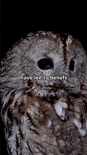 The Mystical Owls of Native American Lore