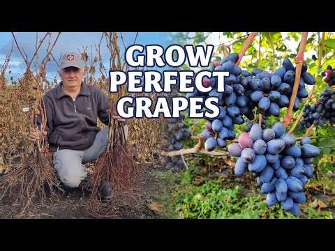 Amazing Grape Growing Process | From Tiny Cuttings to Big Harvest