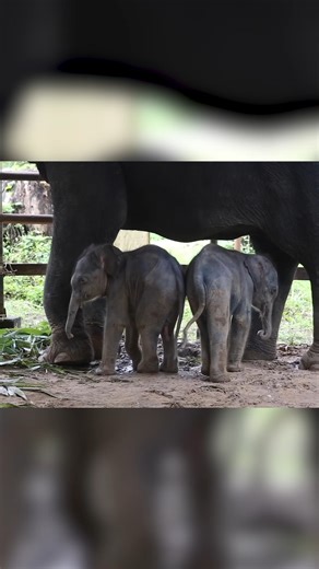 210K views · 4.3K reactions | Extremely rare twin elephants born in 12th recorded case since 1960  | New York Post | Facebook