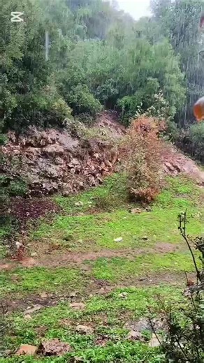 ‎وادي الريان جديتا‎ on Instagram‎: "هنا برقش… كل قطرة مطر تكتب سطر حياة، وكل شجرة ترفع دعاءها للسماء 🌧️🌲 #غابات_برقش #مطر_الخير #سحر_الطبيعة"‎