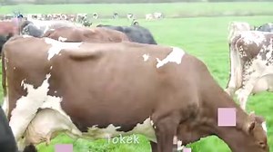 473K views · 6.9K reactions | Koleksi video cow ini untuk anak-anak.  subscribe: https://goo.gl/qizyKM  video terbaik: https://youtu.be/tCKiCR4pYCY  Suara binatang kartun: https://goo.gl/xBx1nd  Suara hewan bahasa inggris: https://goo.gl/TcpUdd  lagu populer indonesia: https://goo.gl/T6ii1n Terima kasih telah menonton video. Berlangganan untuk menonton lebih banyak video! | Tokek | Facebook