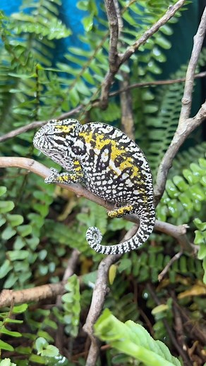 3.3K views · 1.3K reactions | A gravid female carpet chameleon (Furcifer lateralis) that should lay eggs any day now. 爛 #carpetchameleon #furciferlateralis #chameleon #chameleons #chameleons_of_instagram #chameleonbreeder #lizards #lizardsofinstagram #reptiles #reptilesofinstagram #rarereptiles #herpetoculture #herpetofauna #livingart | Living Art by Frank Payne | Facebook