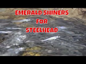 Steelhead Fishing with Emerald Shiners