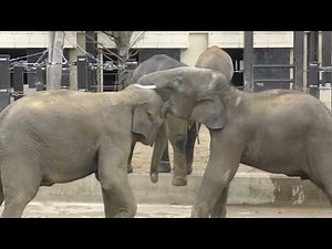 【京都市動物園】ゾウのカップリング Elephant coupling