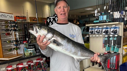 First bluefish hit at Corson Inlet, fluke season opener just days away
