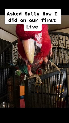 Sully & Pals on TikTok