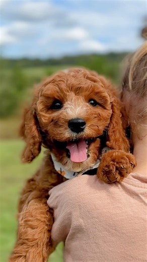 What a cute baby! 😍 . . . #cockapoopuppy #cockapoo #aww #fyp | Pride and Prejudoodles