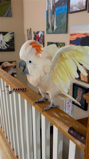 Whoa! Go Barney! 🥳😃 #barneythewestcoastcockatoo #cockatoo