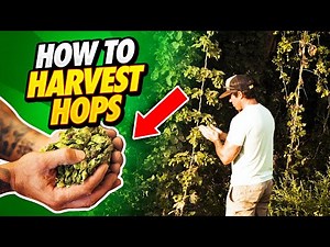 How to Harvest Hops 🌾 The Golden Ingredient of Beer (The Beer-making Process explained)