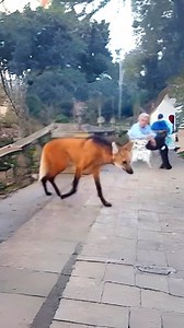 140K views · 1.3K reactions | Maned Wolf 力 The Wolf-Fox-Deer Creature! | 1 Minute Animals Meet the enigmatic Maned Wolf, a unique and mysterious creature that combines elements of wolves, foxes, and deer, showcasing the wonders of evolutionary diversity. #ManedWolf #WildlifeWonder #EvolvingSpecies #ManedFox #AnimalDiversity | 1 Minute Animals | Facebook