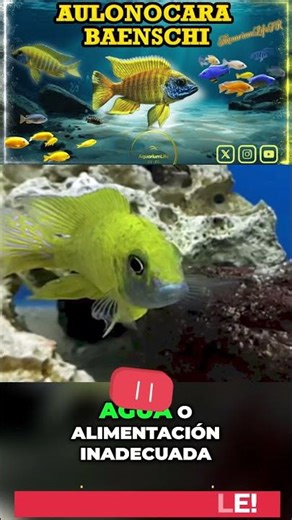 #23 Aulonocara Baenschi | Peacock Cichlid | Now Available.